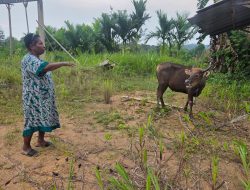 Pemerintah Pusat Serahkan Dua Sapi untuk PGPI Sorong, Dorong Pemberdayaan Ekonomi Jemaat