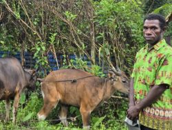 Dua Sapi Bantuan Pemerintah Pusat untuk Kampung Fafi, Dorong Penguatan Ekonomi Warga Pedalaman Sorong
