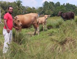 Kepala Kampung Malamoi Terima Empat Ekor Sapi Bantuan Pemerintah Pusat untuk Penguatan Ekonomi Warga