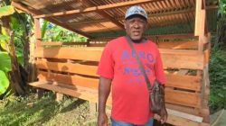 Bantuan Ternak Babi dan Pembuatan Kandang Dorong Kemandirian Ekonomi Adat Suku Biak di Sorong