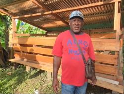 Bantuan Ternak Babi dan Pembuatan Kandang Dorong Kemandirian Ekonomi Adat Suku Biak di Sorong