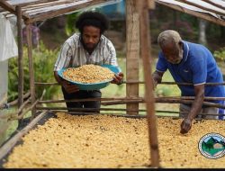 Merawat Asa di Lanny Jaya: Cerita Moses Yigibalom Bangun Peradaban Kopi Bersama PLN